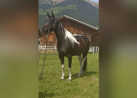 Paint Horse, Mare, 7 years, 14.2 hh, Tobiano-all-colors