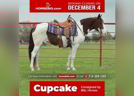 Paint Horse, Mare, 7 years, 14 hh, Pinto