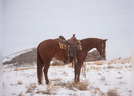 Paint Horse, Mare, 7 years, 14 hh, Roan-Red