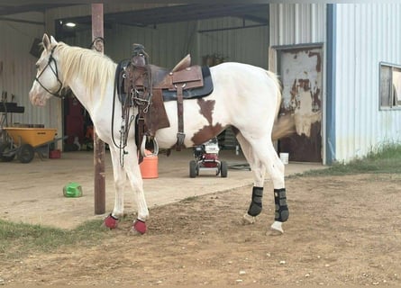 Paint Horse Mix, Mare, 7 years, 15 hh, Tobiano-all-colors