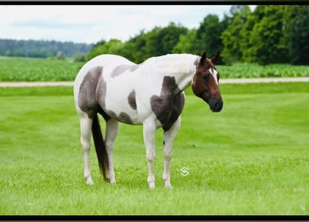 Paint Horse, Mare, 7 years, 15,2 hh, Roan-Red