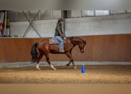 Paint Horse, Mare, 7 years, 16 hh, Brown