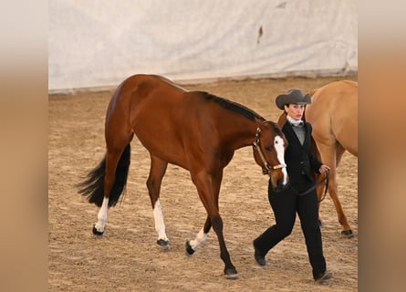 Paint Horse, Mare, 7 years, 16 hh, Brown