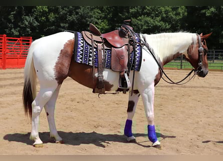Paint Horse, Mare, 7 years, Pinto