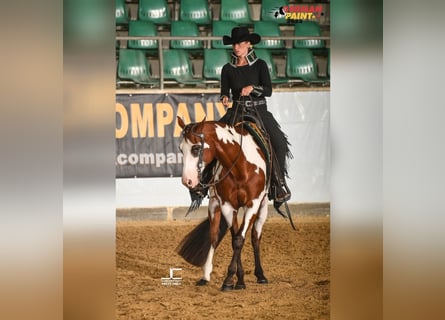 Paint Horse, Mare, 8 years, 15,2 hh, Overo-all-colors