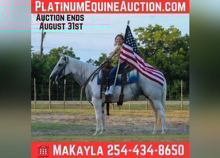 Paint Horse, Mare, 8 years, 15 hh, Tobiano-all-colors