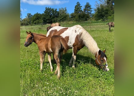 Paint Horse, Mare, Foal (04/2024), 14,1 hh, Chestnut