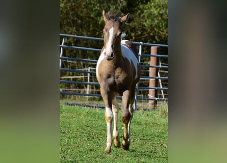 Paint Horse, Stute, Fohlen (05/2024), 14,2 hh, Champagne