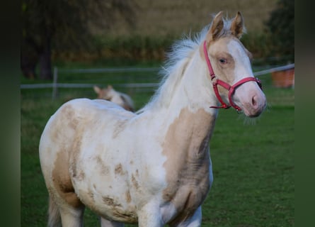 Paint Horse, Stute, Fohlen (06/2024), 14,2 hh, Champagne