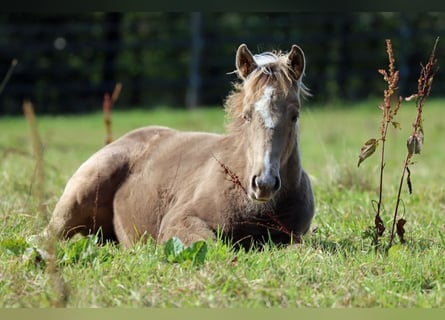 Paint Horse, Mare, Foal (05/2025), 14,2 hh, Champagne