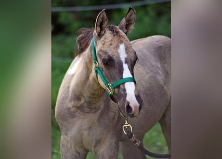 Paint Horse, Mare, Foal (05/2025), 14,3 hh, Grullo