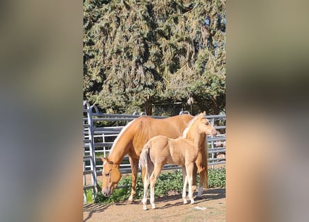 Paint Horse, Mare, , 14,3 hh, Palomino