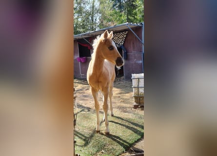 Paint Horse, Mare, Foal (02/2025), 14,3 hh, Palomino