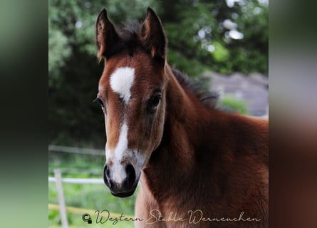 Paint Horse, Mare, , 15.1 hh, Bay-Dark