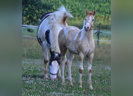 Paint Horse, Mare, Foal (04/2023), 15.1 hh, Pinto