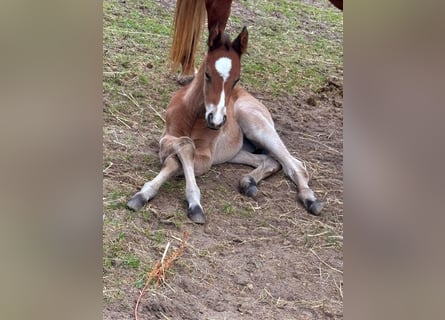 Paint Horse, Mare, , 15,1 hh, Bay-Dark