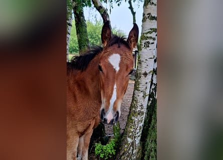 Paint Horse, Mare, , 15,1 hh, Bay-Dark