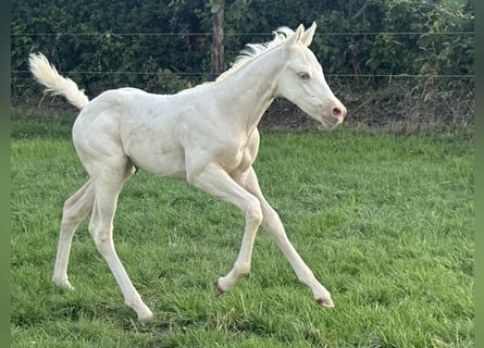 Paint Horse, Mare, , Champagne