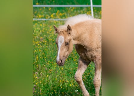 Paint Horse, Mare, , Palomino