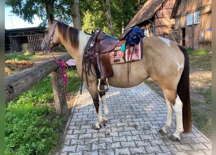 Paint Horse, Merrie, 10 Jaar, 148 cm, Buckskin