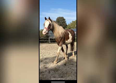 Paint Horse, Merrie, 11 Jaar, 161 cm, Gevlekt-paard
