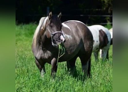 Paint Horse, Merrie, 12 Jaar, 148 cm, Grullo