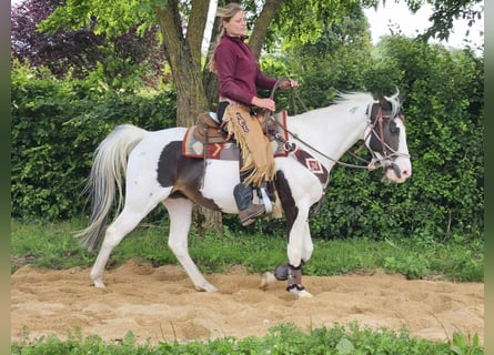 Paint Horse, Merrie, 12 Jaar, 150 cm, Gevlekt-paard