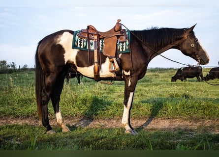 Paint Horse, Merrie, 14 Jaar, Gevlekt-paard