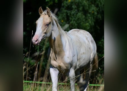 Paint Horse, Merrie, 1 Jaar, 150 cm, Champagne