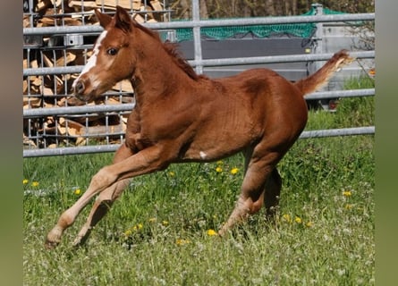 Paint Horse, Merrie, 1 Jaar, 150 cm, Donkere-vos