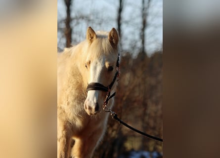 Paint Horse, Merrie, 1 Jaar, 150 cm, Palomino