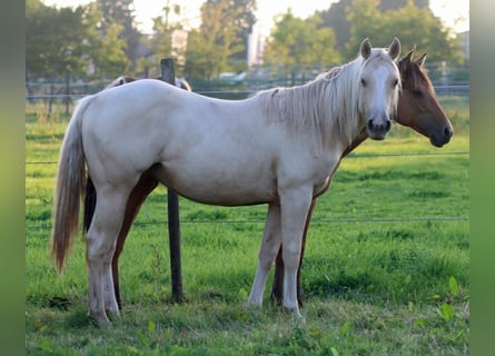 Paint Horse, Merrie, 1 Jaar, 150 cm, Palomino
