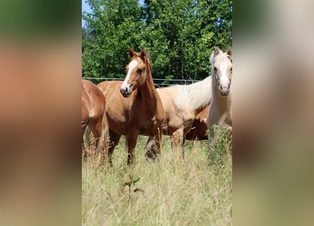 Paint Horse, Merrie, 1 Jaar, 150 cm, Red Dun