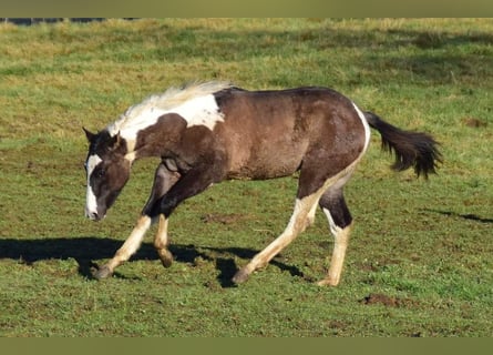 Paint Horse, Merrie, 1 Jaar, 154 cm, Grullo