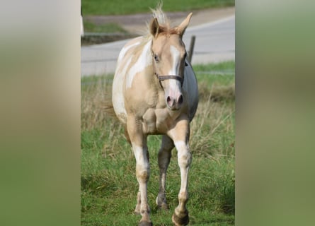 Paint Horse, Merrie, 1 Jaar, 155 cm, Gevlekt-paard