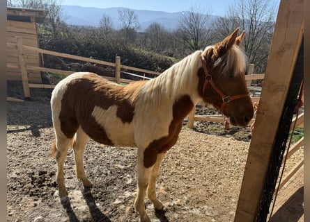 Paint Horse, Merrie, 1 Jaar, 160 cm, Overo-alle-kleuren