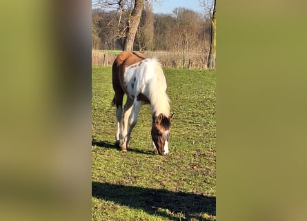 Paint Horse, Merrie, 1 Jaar, Tobiano-alle-kleuren