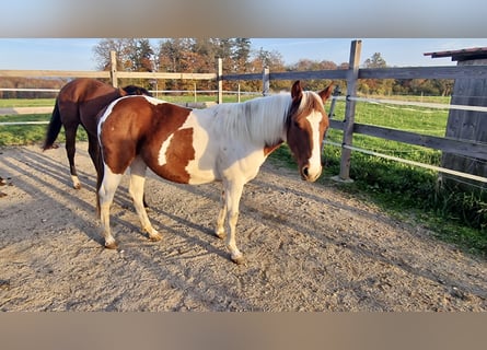 Paint Horse, Merrie, 1 Jaar, Tobiano-alle-kleuren