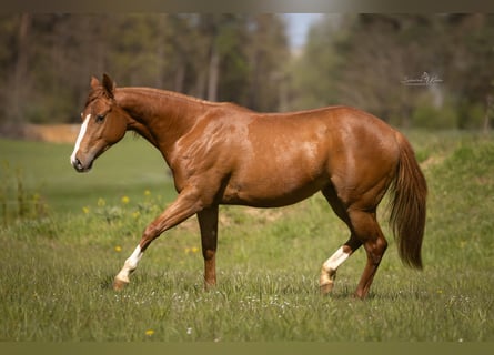 Paint Horse, Merrie, 2 Jaar, 143 cm, Vos