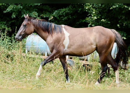 Paint Horse, Merrie, 2 Jaar, 152 cm, Tobiano-alle-kleuren