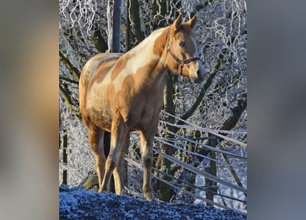 Paint Horse, Merrie, 2 Jaar, 155 cm, Gevlekt-paard