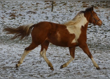 Paint Horse, Merrie, 2 Jaar, 155 cm, Gevlekt-paard