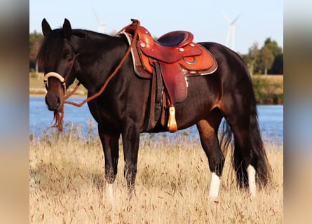 Paint Horse Mix, Merrie, 3 Jaar, 149 cm