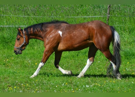 Paint Horse, Merrie, 3 Jaar, 154 cm, Tobiano-alle-kleuren