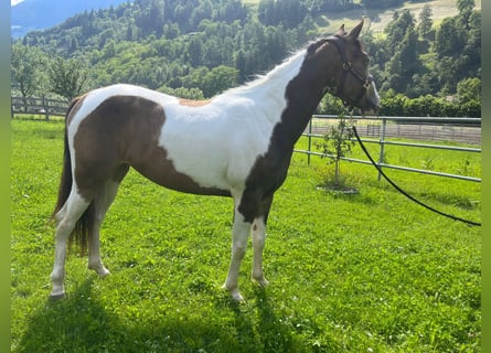 Paint Horse, Merrie, 3 Jaar, Buckskin