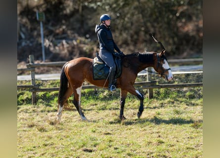 Paint Horse Mix, Merrie, 4 Jaar, 145 cm, Gevlekt-paard