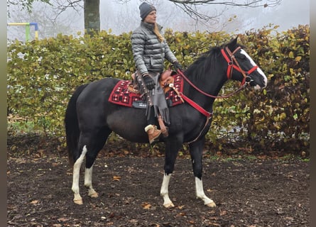 Paint Horse, Merrie, 4 Jaar, 155 cm, Overo-alle-kleuren