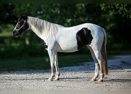 Paint Horse Mix, Merrie, 4 Jaar, Tovereo-alle-kleuren