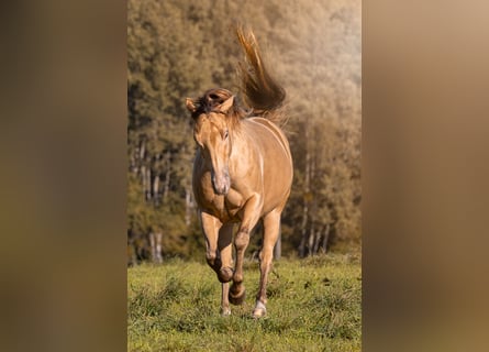 Paint Horse, Merrie, 5 Jaar, 149 cm, Champagne