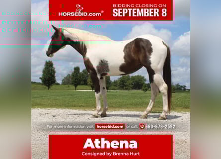Paint Horse, Merrie, 7 Jaar, 157 cm, Gevlekt-paard
